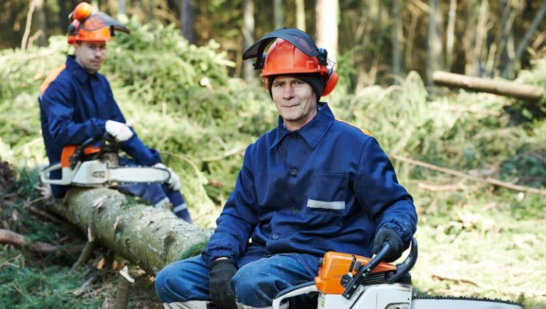 Baum fällen Anleitung zum Bäume richtig fällen