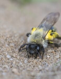 Erdbienen: Bienen im Boden?