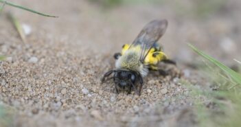 Erdbienen: Bienen im Boden?