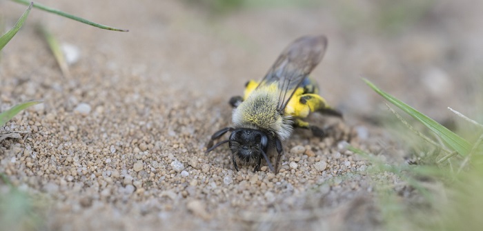 Erdbienen: Bienen im Boden?