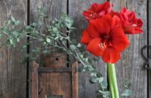 Amaryllis: Pflanzen, Giesen, Schneiden & Umtopfen