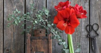 Amaryllis: Pflanzen, Giesen, Schneiden & Umtopfen