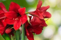 Amaryllis richtig pflegen: Kinderleicht mit diesen 5 Tipps