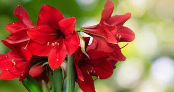 Amaryllis richtig pflegen: Kinderleicht mit diesen 5 Tipps