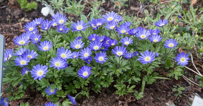 Anemone: Pflanzen, Dngen & Pflege