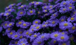 Kissenaster (Aster dumosus) 20-40 cm Höhe, Blüte September-November.