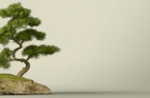 Bonsai: Pflege & schneiden für Anfänger