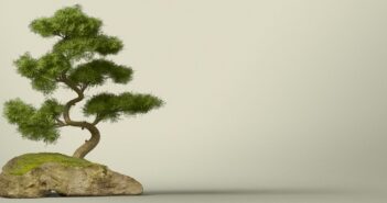 Bonsai: Pflege & schneiden für Anfänger