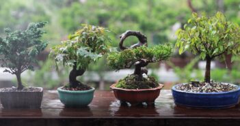 Bonsai richtig schneiden: In 5 Schritten zum Minibaum