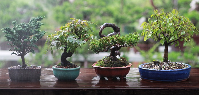 Bonsai richtig schneiden: In 5 Schritten zum Minibaum