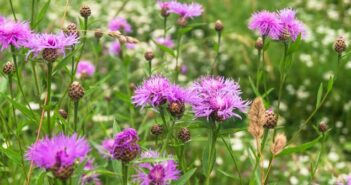 Flockenblume: Pflanzen, Pflege, Schnitt & Düngen