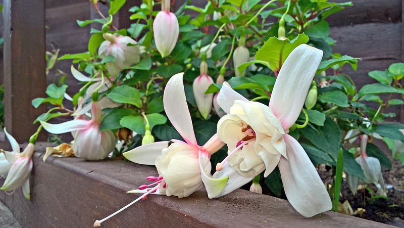 Annabell, beliebte britische Züchtung. Für Balkonkästen, Kübel und Beet. Blüten rein weiß im lichten Schatten, in der Sonne werden sie leicht rosa