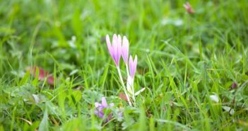 Herbstzeitlose: Gefährlich oder ungefährliche Heilpflanze?