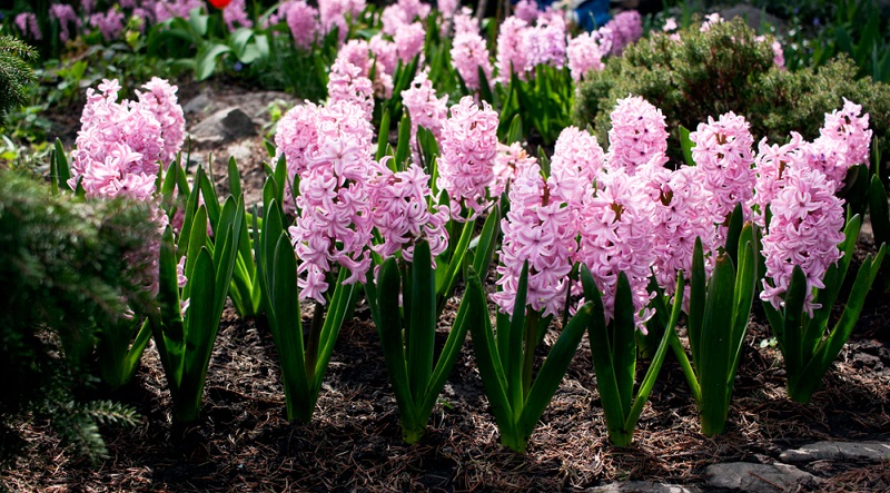 Hyazinthen eignen sich sehr gut zur Gartengestaltung mit anderen Frühlingsblühern wie Tulpen, Narzissen und Osterglocken, die alle - je nach Region und Witterung - von April bis Mai blühen.