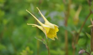 Idee zur Gartengestaltung: die Akelei