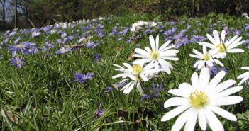 Bauerngarten anlegen: Ideen & Beispiele