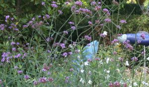 Die blauviolette Pracht. Wenn Sie einen Bauerngarten anlegen, darf das Eisenkraut nicht fehlen.