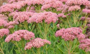 Egal, ob Herbstbeet oder Bauerngarten anlegen: Der Mauerpfeffer passt perfekt ins Bild.