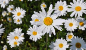 Bauerngarten gestalten: Die strahlende Wiesenmargerite 