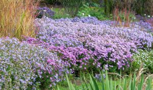 Die Gartenexperten empfehlen außerdem die "Blaue Lagune" als tolle Bauerngarten Pflanze.