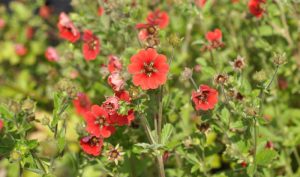 Das Fingerkraut: Gartengestaltung zum Nachmachen.