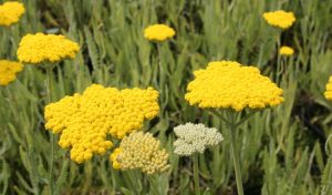 Die Scharfgarbe bietet eine tolle Möglichkeit schöne Gartengestaltung Ideen leicht nachzumachen.