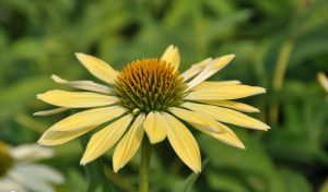 Garten selbst gestalten: Der Sonnenhut.