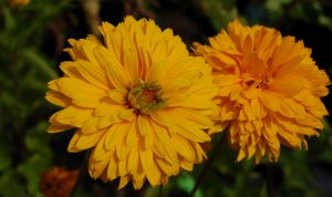 Das goldene Sonnenauge bietet eine tolle Möglichkeit den Garten selbst zu gestalten.