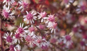 Die purpurne Aster ist ein tolles Beispiel für die kreative Gartengestaltung.