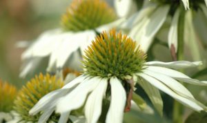 Gartengestaltung: Ein Beispiel für tolle Gartenideen ist der Sonnenhut.