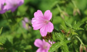 Der Storchenschnabel in seinen Weiß- oder Violetttönen bildet das ideale Beispiel für tolle Gartengestaltung.