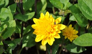 Die ausdauernde Sonnenblumen eignet sich besonders gut beim Anlegen ihres Staudenbeets.