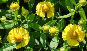 Staudenbeet anlegen: Die strahlende Sonnenbraut.