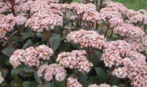 Den Garten gestalten? Mit Sedum Maximum ist das jetzt einfach gemacht.