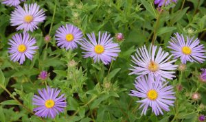 Mit der zart violetten Aster gestalten Sie Ihre Garten Ideen.