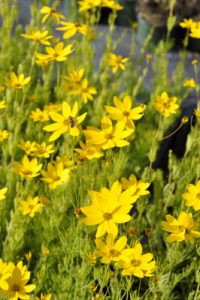 Das Mädchenauge bietet eine tolle Möglichkeit Ihren Garten selbst zu gestalten.