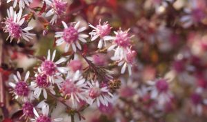 Die "Lady in Black": Garten gestalten leicht gemacht.