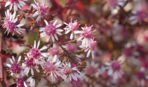 Die Aster: Ein toller Garten Pflanzen Tipp vom Experten.