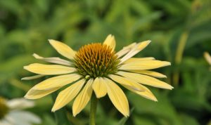 Mit seinen hellen Blüten ist der Sonnenhut ein toller Garten Pflanzen Tipp vom Experten.