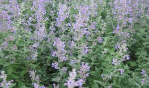 Die Hybrid-Katzenminze (Nepeta × faassenii) wird auch als „Blaue Katzenminze“ bezeichnet.