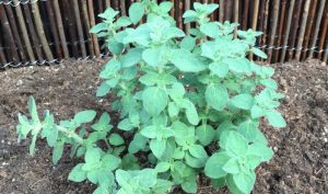 Oregano (Origanum vulgare) bedeutet übersetzt „Zierde der Berge“ und ist ein bekanntes Gewürzkraut.