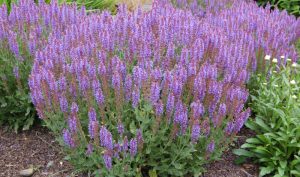 Salbei (Salvia officinalis) zählt zu den ältesten bekannten Heilpflanzen überhaupt. 