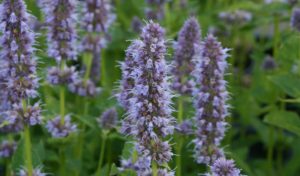 Die violetten Blütenkerzen der Bauerngarten Blumen Duftnessel runden Ihren Garten ab.