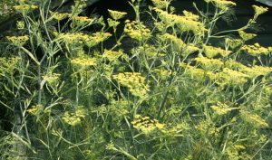 Bauerngarten Blumen: Bronze-Fenchel ist gleichzeitig ein Gewürzfenchel, dessen Blätter und Samen in der Küche vielseitig verwendet werden können.