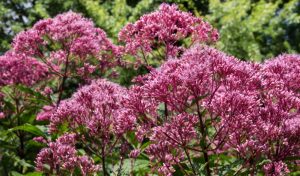 Der Wasserdost eignet sich mit seiner leuchtenden Blütenpracht ideal als Bauerngarten Blume.