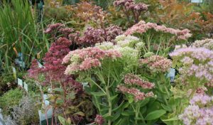 Garten anlegen: Die Fetthenne (Sedum spectabile) ergänzt Ihre Gartenbepflanzung ideal.