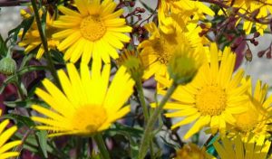 Das Ochsenauge (Buphthalmum salicifolium) ist eine prächtige Staude, die in jedem Beet mit den gelben, margeritenähnlichen Blüten zum Blickfang wird.