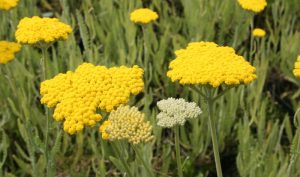 Von Juni bis September erfreut uns die Schafgarbe „Coronation Gold“ mit ihren goldgelben Blütentellern.