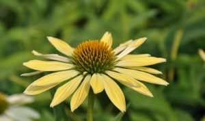 Der attraktive Purpursonnenhut „Alba“ (Echinacea purpurea) beeindruckt mit seinen weißen, margeritenähnlichen Blütenkörbchen, die eine bräunlich-grüne, hochgewölbte Mitte haben.