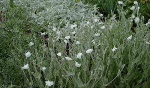 Wenn Sie Ihren Garten anlegen, darf die Lichtnelke Lychnis coronaria nicht fehlen.